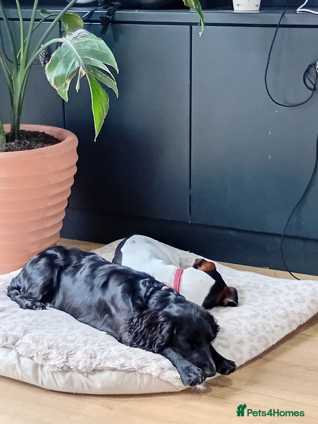 Cocker Spaniel dogs for sale: Beautiful 8 month old cocker spaniel girl  - Advert 6