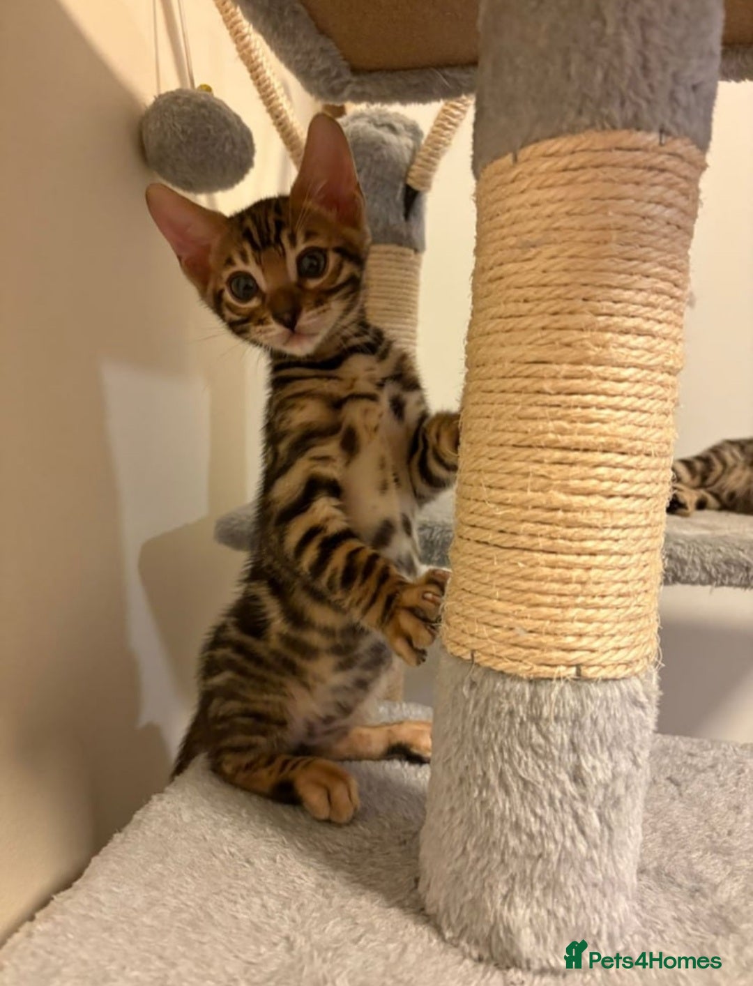 Bengal cats for sale: TICA Bengal kittens - Image 3
