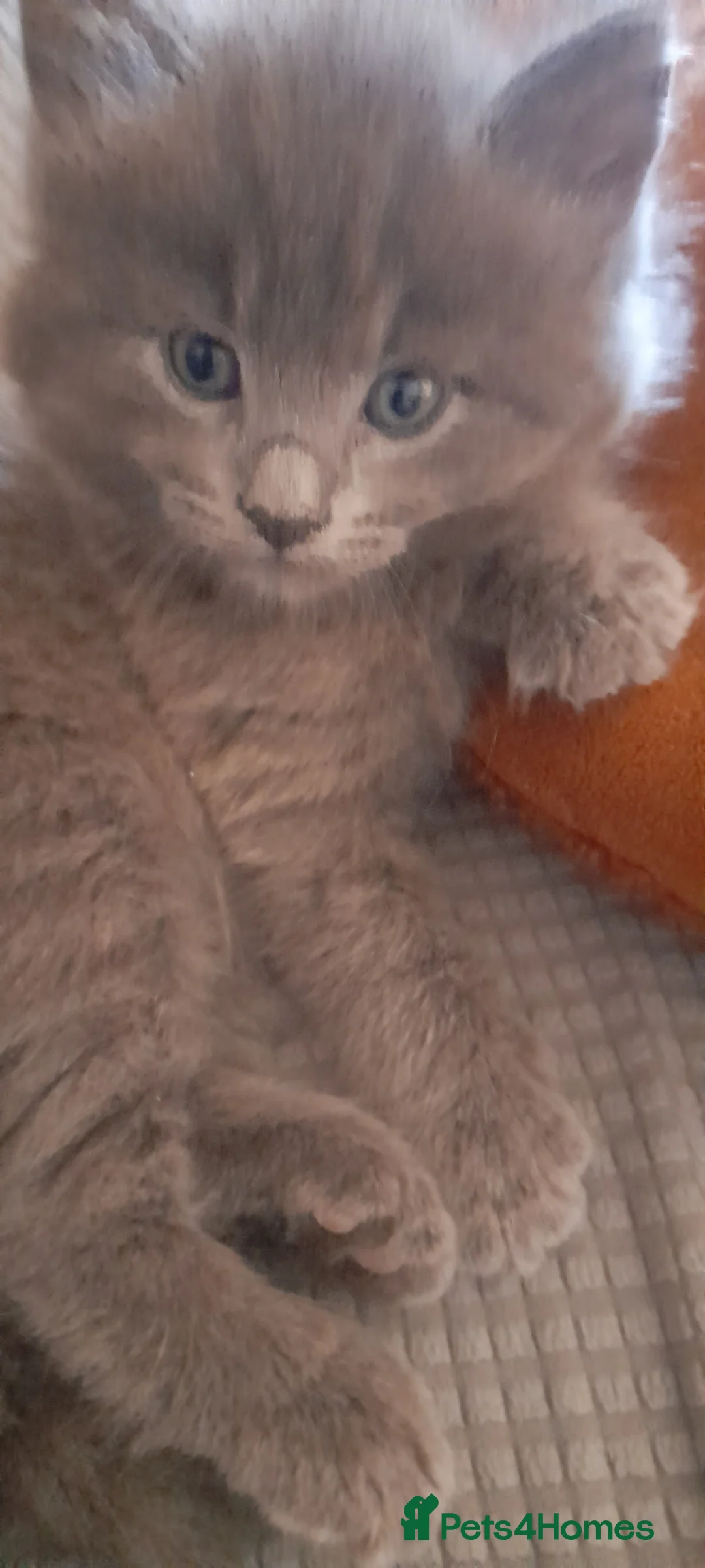 Mixed Breed cats for sale: Cute kittens  in Southsea - Advert 1