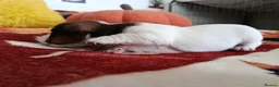 Jack Russell dogs for sale: 5 Beautiful Jack Russell Puppies - Advert 8