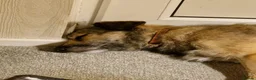 Mixed Breed dogs for adoption: Meet Penny, currently residing in Staffordshire  in Stafford - Advert 4