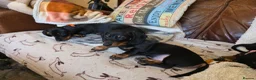 Dachshund dogs for sale: Six beautiful miniature smooth haired dachshunds - Advert 19