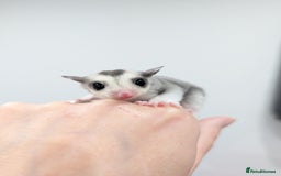 Sugar Glider rodents for sale: Mosaic sugar glider male available November - Image 2