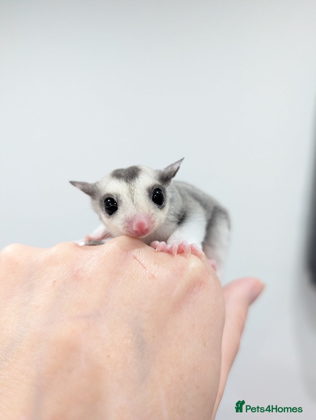 Sugar Glider rodents for sale: Mosaic sugar glider male available November - Image 2