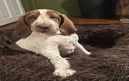 Bracco Italiano dogs for sale: This sweet boy is available  - Advert 10