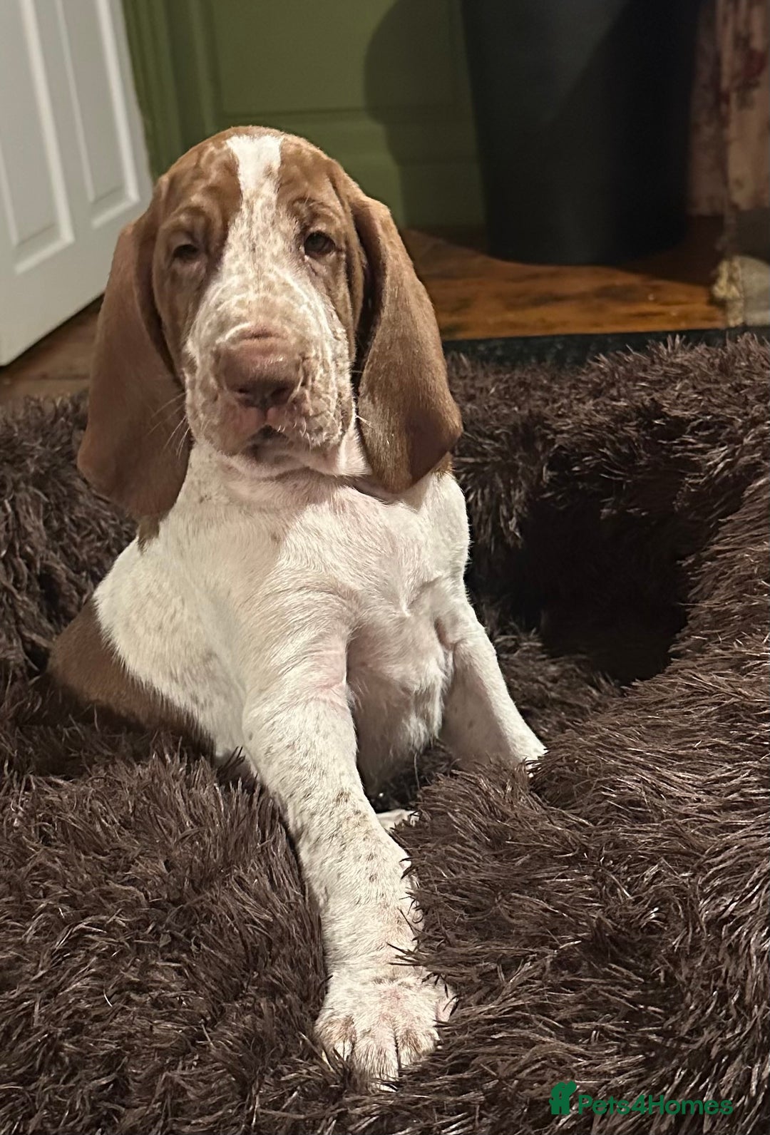 Bracco Italiano dogs for sale: This sweet boy is available  - Advert 10