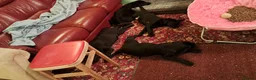 Labrador Retriever dogs for sale: Chunky well grown black Labrador puppies. KC, DNA. - Advert 17