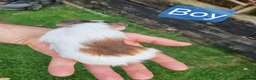 Guinea Pig rodents for sale: Tricolour guinea pigs, babies and adults in Didcot - Advert 7