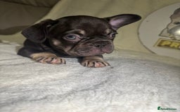 French Bulldog dogs for sale: French Bulldog puppies for sale - Image 5