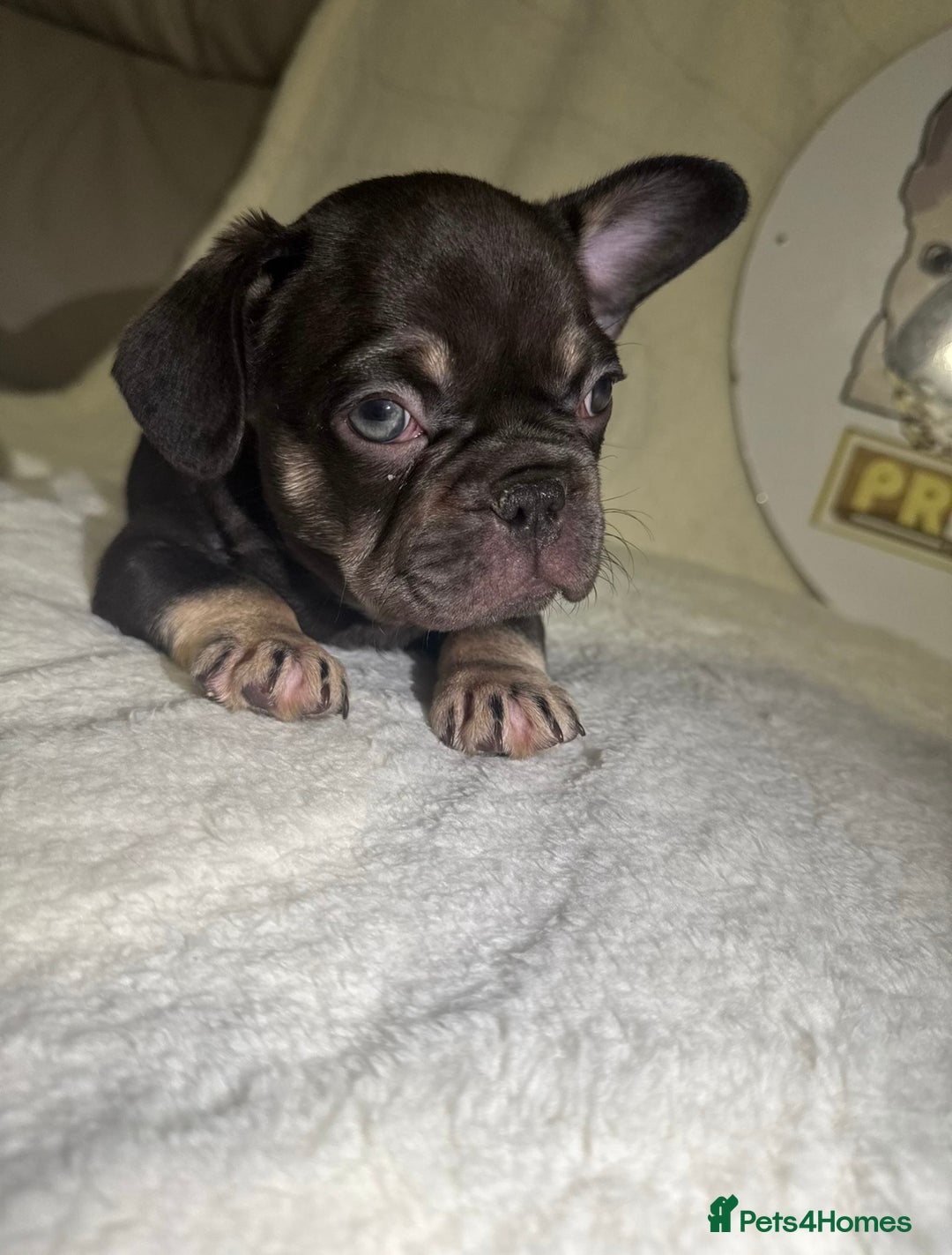 French Bulldog dogs for sale: French Bulldog puppies for sale - Image 5