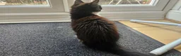 British Shorthair cats for sale: 2 Female Black and White kittens - Advert 14