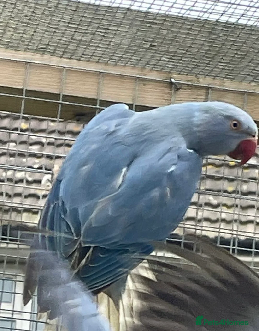 Ringnecks birds for sale: Indian Ringnecks  - Advert 2