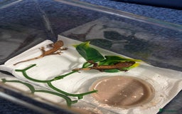 Gecko reptiles for sale: Lily white crested geckos  - Image 4