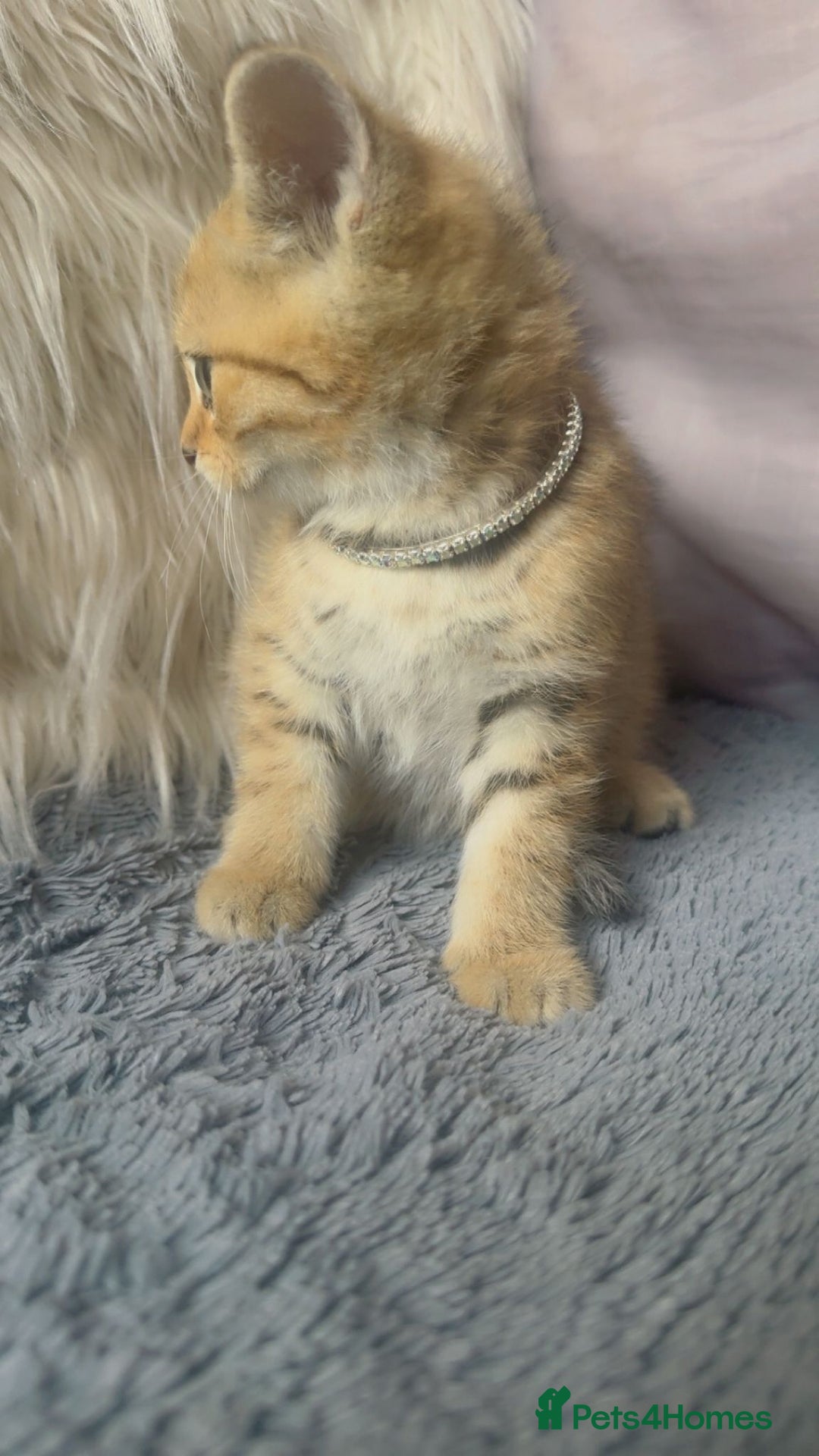 Mixed Breed cats for sale: Beautiful kittens in Leicester - Image 7