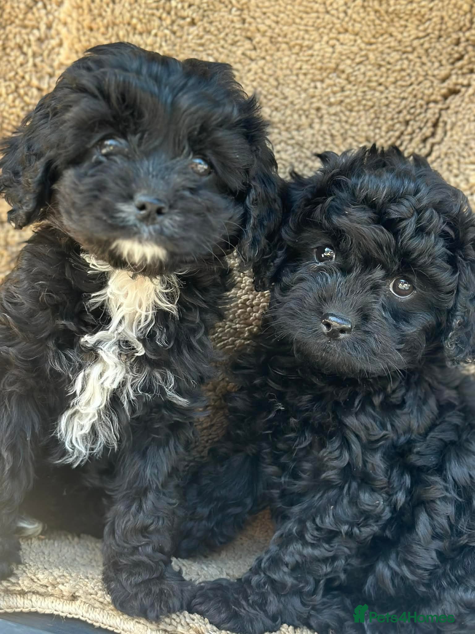 Cavapoo dogs Toy Cavapoo  - Advert 8