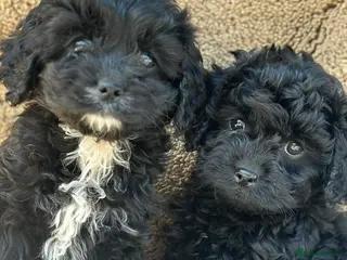 Cavapoo dogs Toy Cavapoo - Advert 8