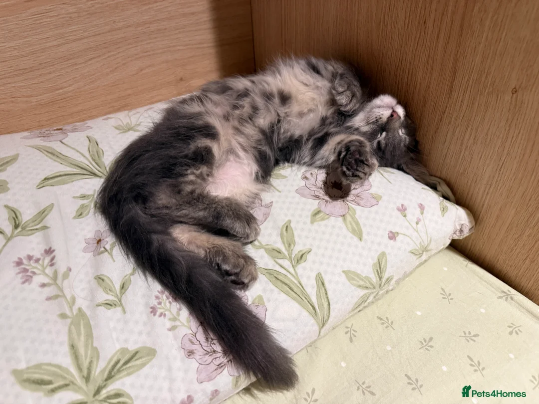 Maine Coon cats for sale: 3-month-old pure Maine Coon Girl ready to go - Advert 15
