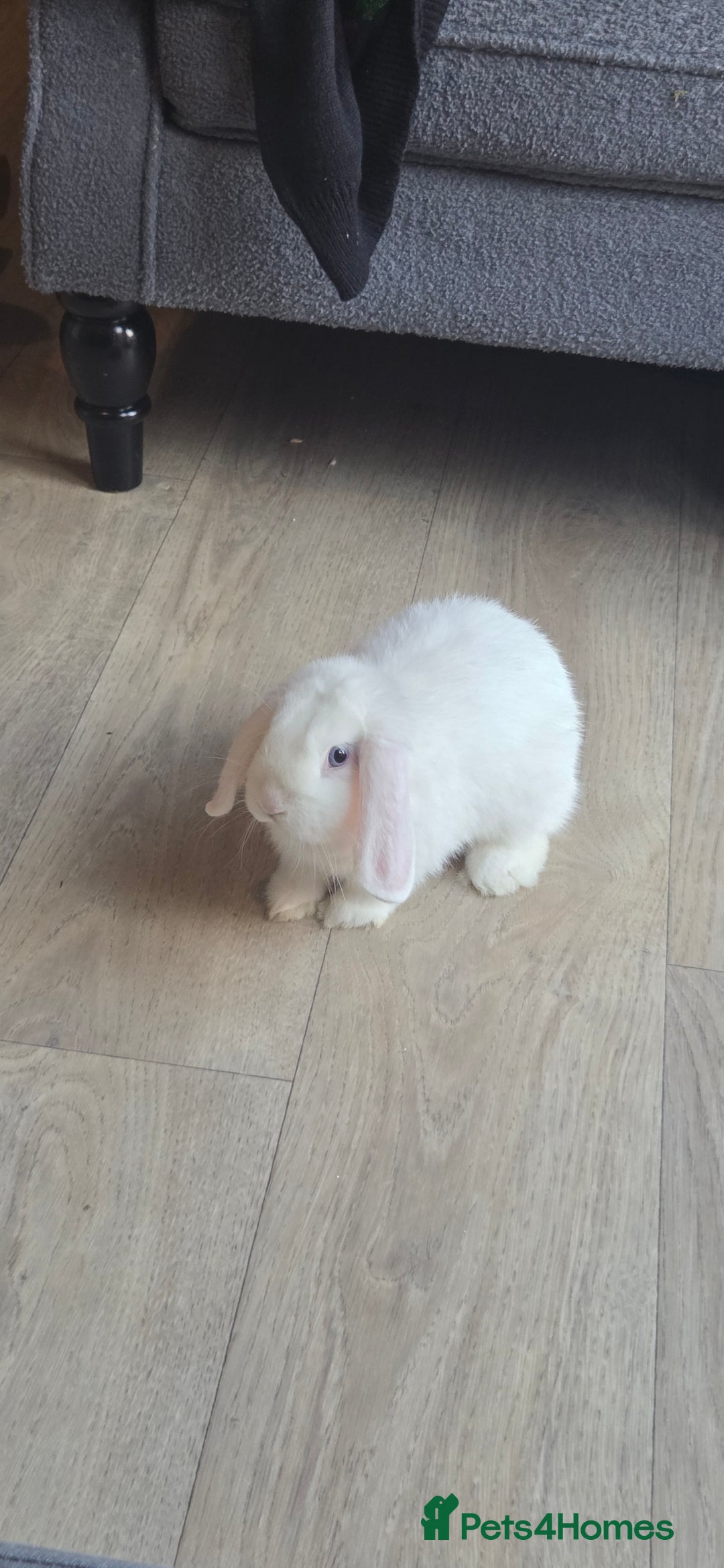 Mini Lop rabbits for sale: 2 mini lop rabbits  - Advert 1