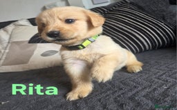 Goldador dogs for sale: Kitanas puppies  - Image 7