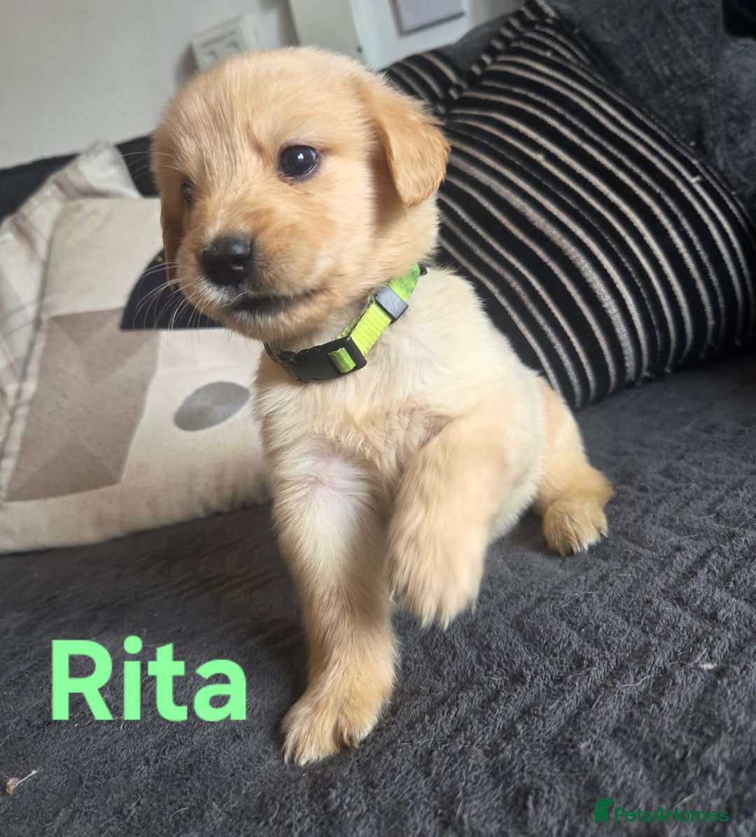 Goldador dogs for sale: Kitanas puppies  - Image 7