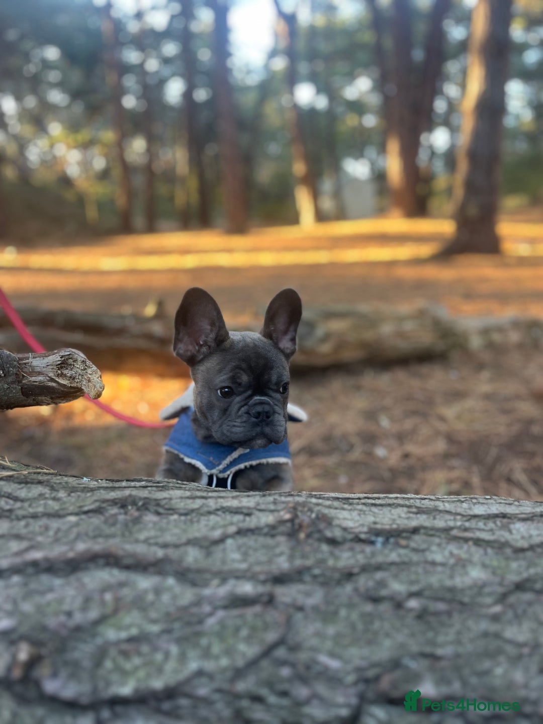 French Bulldog dogs for sale: French bulldog  - Advert 1