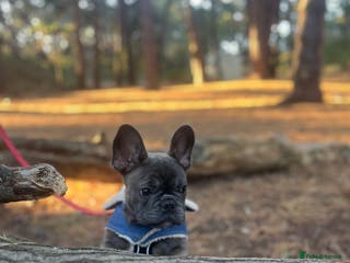 French Bulldog dogs French bulldog - Advert 5