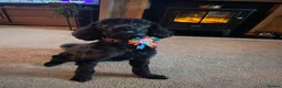 Miniature Poodle dogs for sale: Miniature poodle - Advert 6