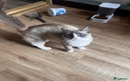 Ragdoll cats for sale: Chocolate bio Ragdoll - Image 1