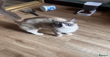 Ragdoll cats - Advert 7