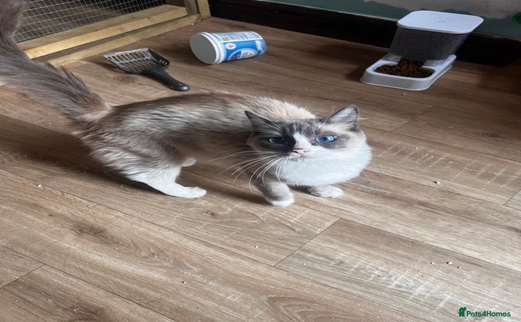Ragdoll cats - Advert 1