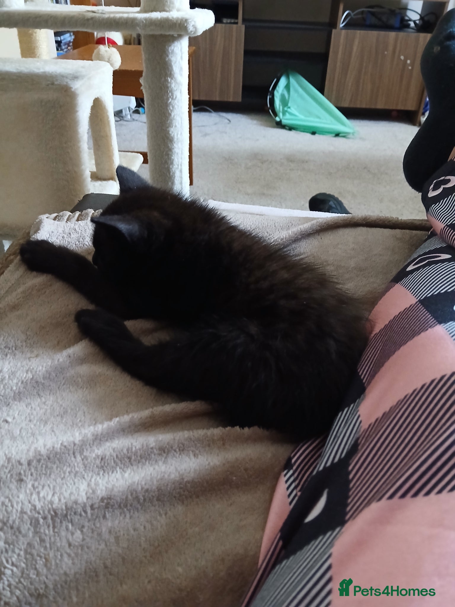 Mixed Breed cats for sale:  Black chocolate Ragdoll cross american bobtailcat in Lancing - Advert 3