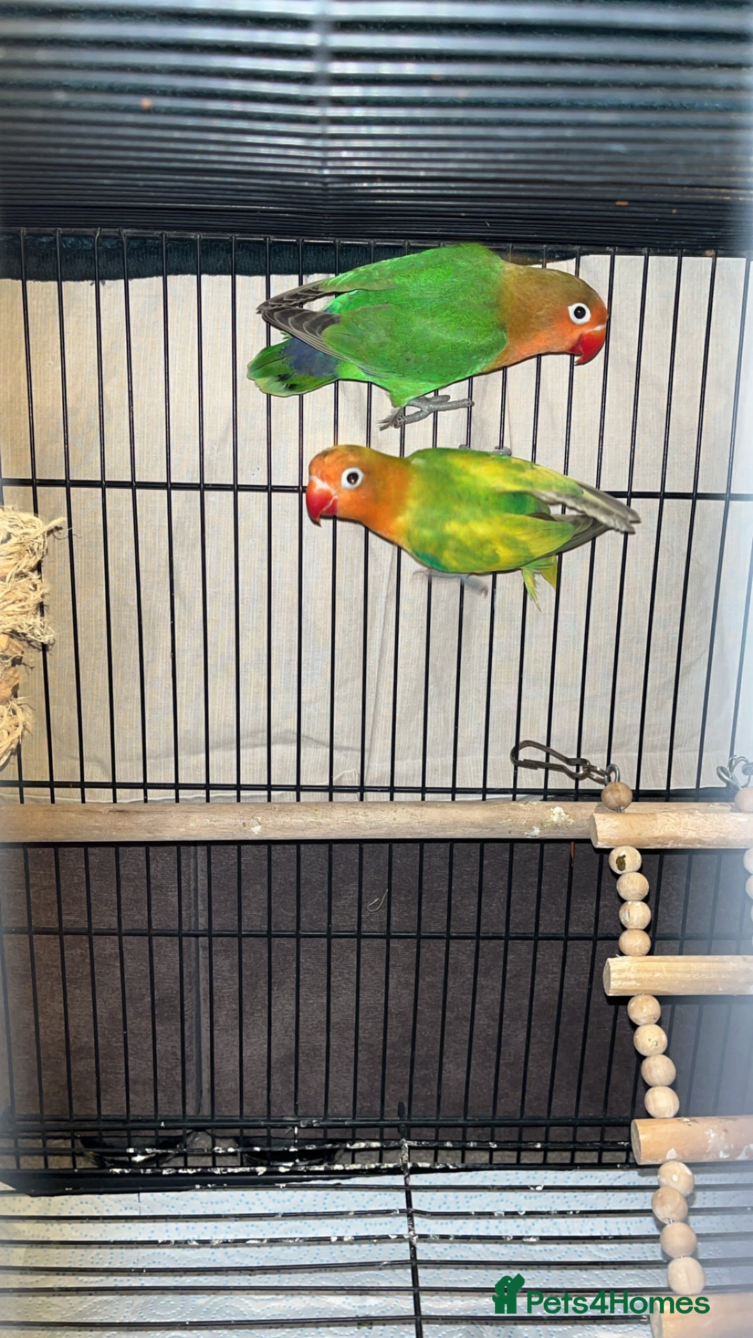 Lovebirds birds for sale: Lovebirds FOR SALE!!! - Advert 3