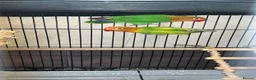 Lovebirds birds for sale: LOVEBIRDS+CAGE(open to reasonable offers) - Advert 3