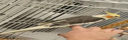 Cockatiels birds for sale: Cockatiel Looking for a Loving Home - Advert 3