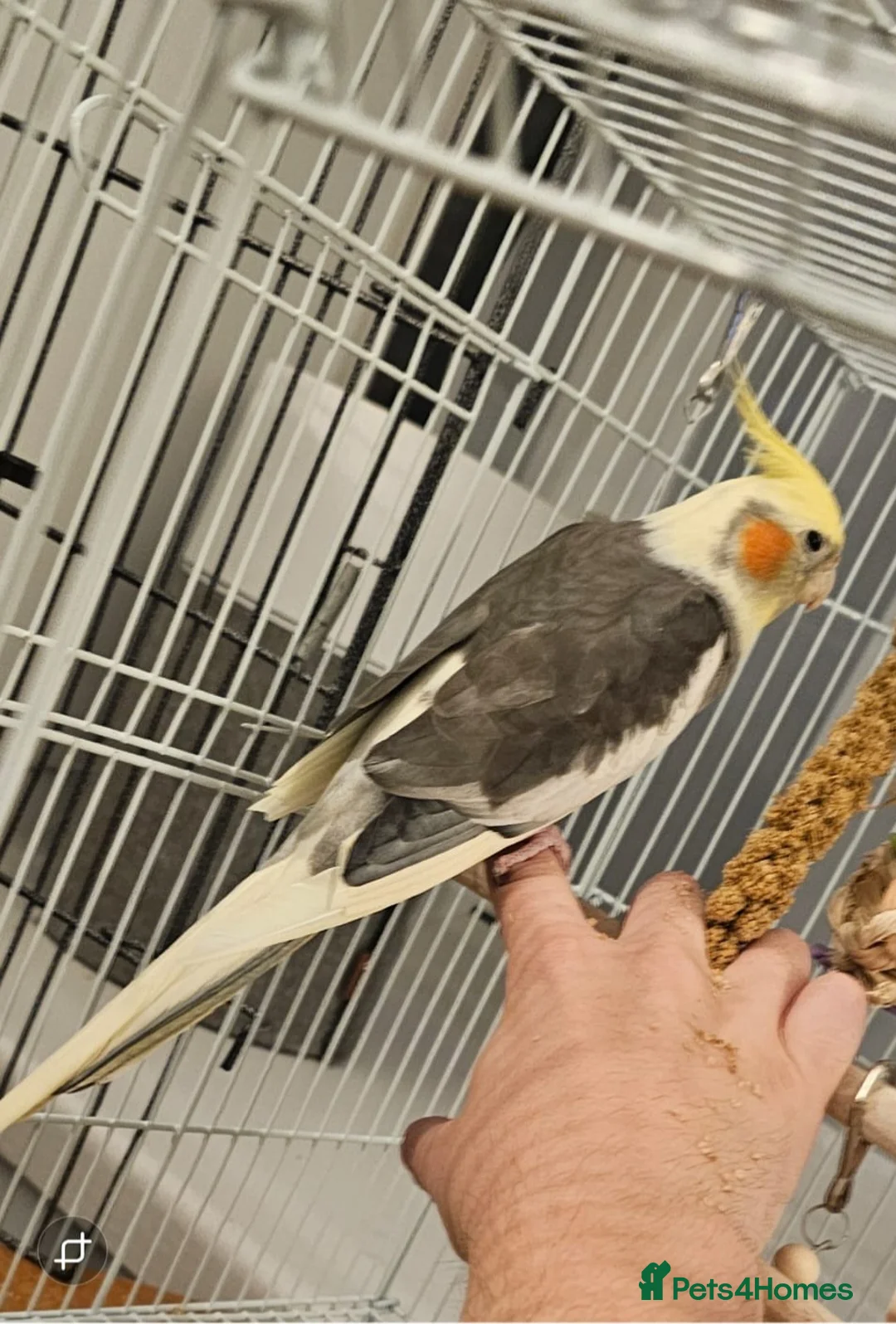 Cockatiels birds for sale: Cockatiel Looking for a Loving Home - Advert 3