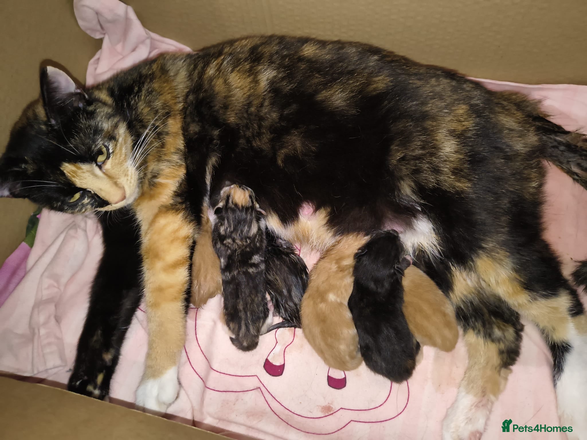 Mixed Breed cats 5 Beautiful Kittens * TABBY * GINGER *  - Advert 2