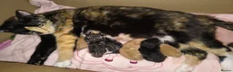 Mixed Breed cats for sale: 5 Beautiful Kittens * TABBY * GINGER *  - Advert 2