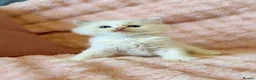 Ragdoll cats for sale: ✨ Exceptional Ragdoll Kittens Ready to Reserve ✨ - Advert 23