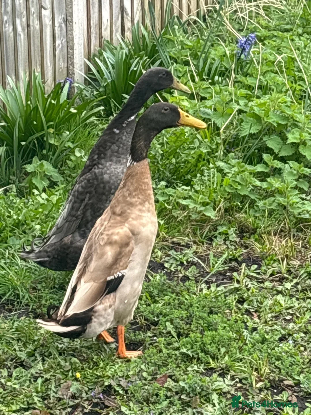 Ducks poultry for sale: Indian Runner Ducks  in Wells - Advert 1
