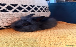Lionhead rabbits for sale: Lionhead Babies for Sale  - Image 2