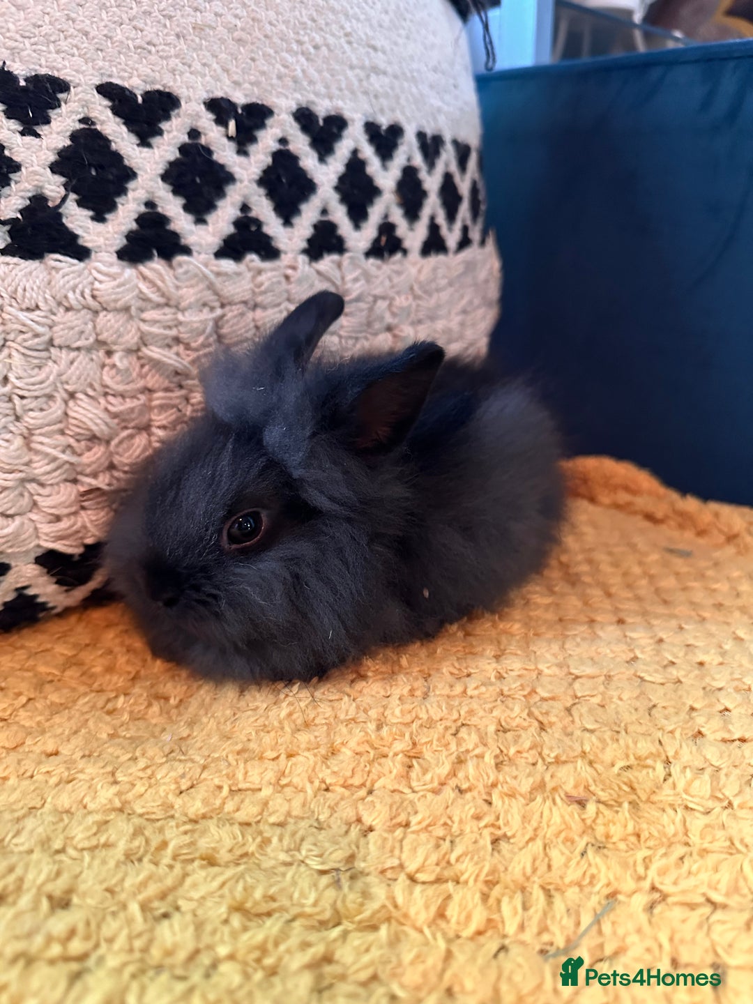 Lionhead rabbits for sale: Lionhead Babies for Sale  - Image 2