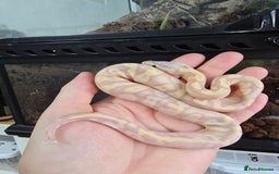 Python Snake reptiles for sale: Stunning snakes available - Image 12