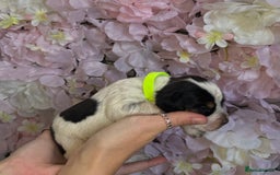 Beagle dogs for sale: KC Registered & Health Tested Puppies - Image 10