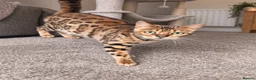 Bengal cats for sale: Female bengal - Advert 1