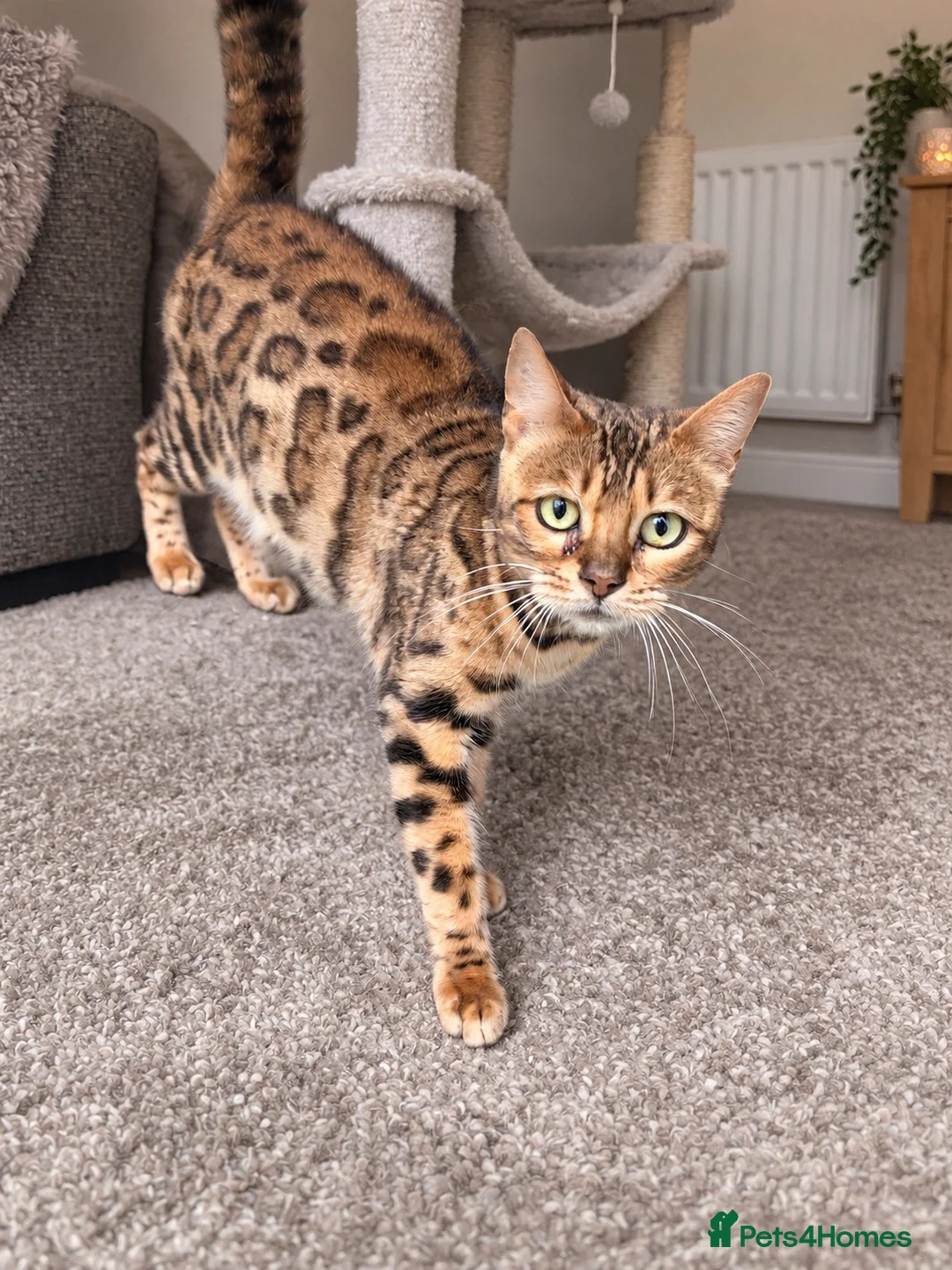 Bengal cats for sale: Female bengal - Advert 1