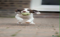 English Springer Spaniel dogs for sale: Female Springer Spaniel - Image 5
