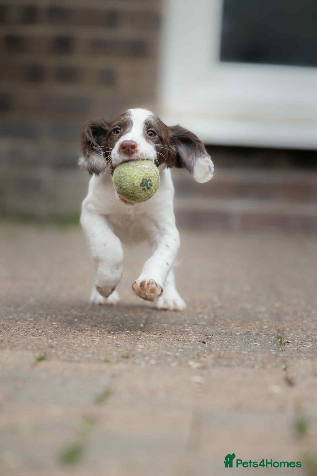 English Springer Spaniel dogs for sale: Female Springer Spaniel - Image 5