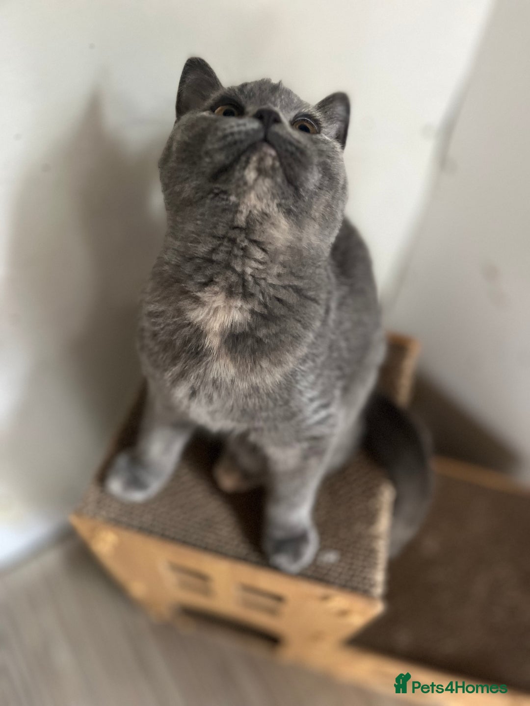 British Shorthair cats for sale: Gccf British Shorthairs  - Image 4