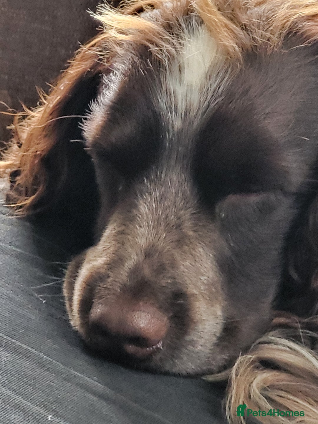 Cocker Spaniel dogs for sale: Two adult spaniels - Image 5