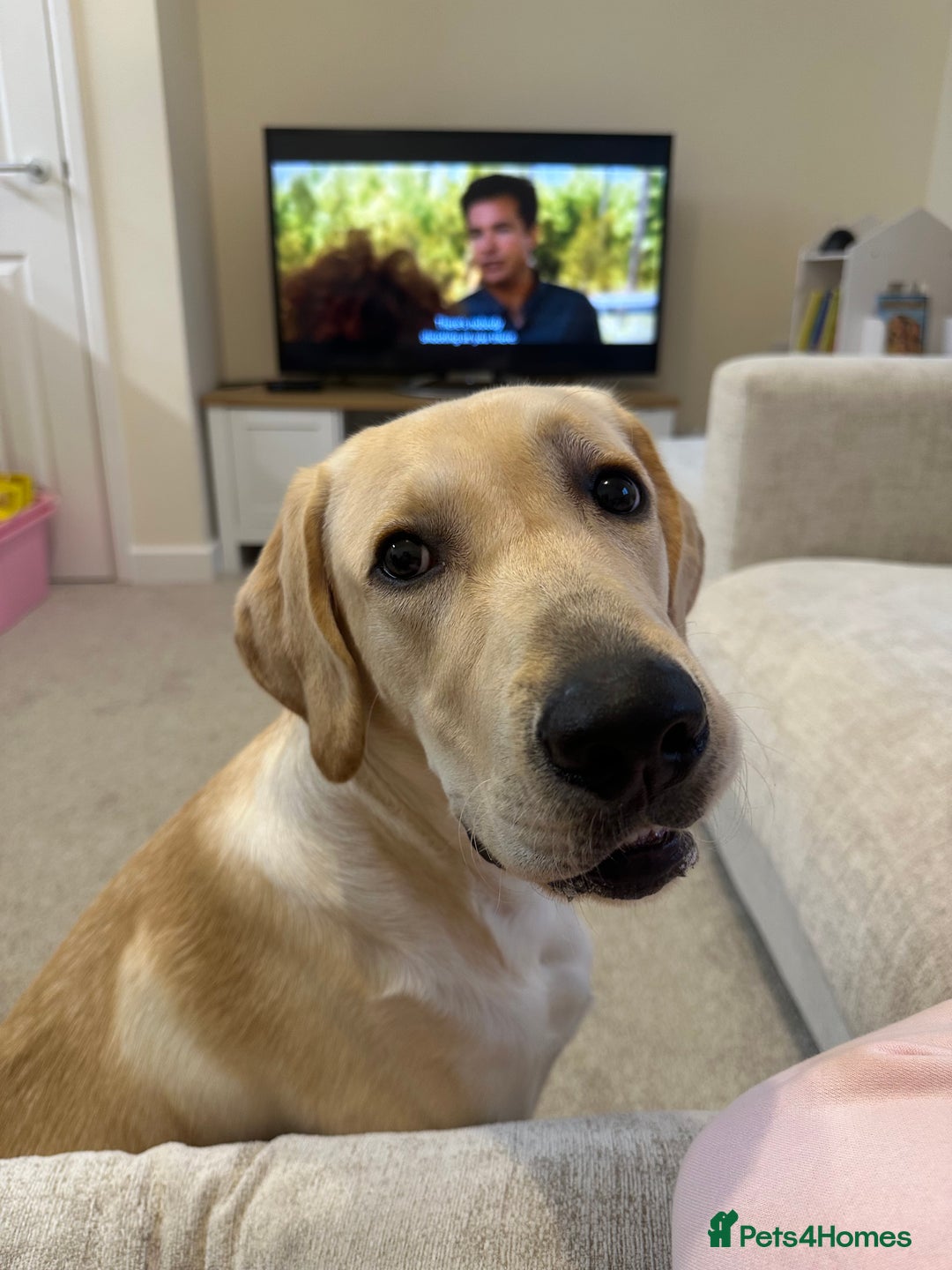 Labrador Retriever dogs for sale: 10 month Labrador  - Advert 2